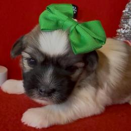 Tyla - AKC - Chocolate sable female Havanese puppy in Verden, Oklahoma from Holcombs Puppy Ranch