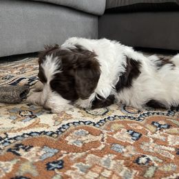 Aussiedoodle Puppies from Deason Doodles