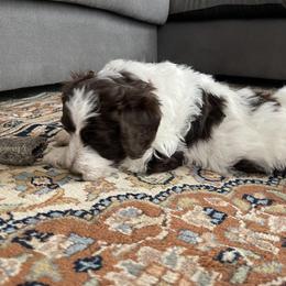 Aussiedoodle Puppies from Deason Doodles
