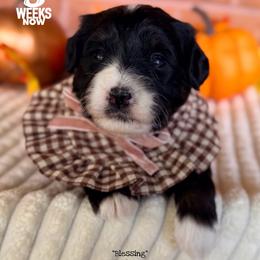 Blessing - Tri-color female Bernedoodle puppy in Orange, Texas from Walk with Me Doodles