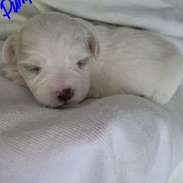 Maltipoo Puppies from Missy's Little Garden