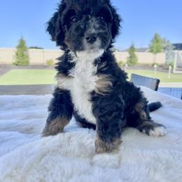 Luna - Tri-color female Bernedoodle puppy in Nampa, Idaho from Ember Skies Doodles