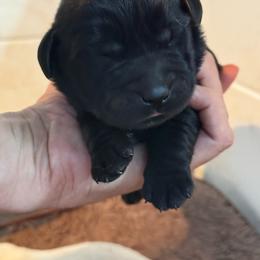 Boy 2 - Black male Labrador Retriever puppy in Isanti, Minnesota from Four Corners Family Labs