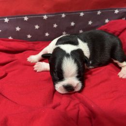 Liberty - Black and white female Boston Terrier puppy in Whittemore, Michigan from Woof Pack