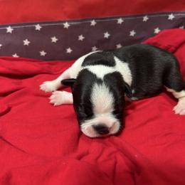 Liberty - Black and white female Boston Terrier puppy in Whittemore, Michigan from Woof Pack