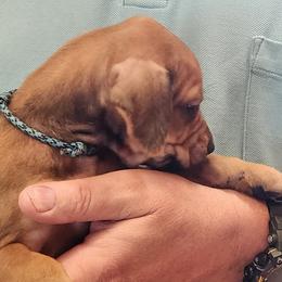 Mr. Black (and Teal collar color changed) - Wheaten blk nose male Rhodesian Ridgeback puppy in Chino Valley, Arizona from Courage Rhodesian Ridgebacks