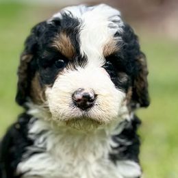 Bernedoodles, Goldendoodles, and Sheepadoodles from Quailridge Poodles and Doodles