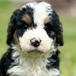 Bernedoodles, Goldendoodles, and Sheepadoodles from Quailridge Poodles and Doodles
