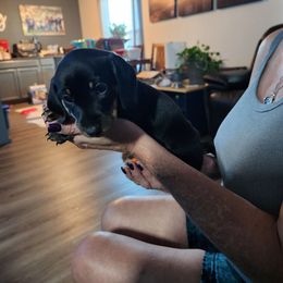 Diamond - Black and tan female Dachshund puppy in Sacramento, California from Cathy's Dachshunds