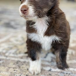 Miniature Australian Shepherd Puppies from DLT MiniAussie