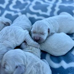 Boy 4 - Light golden male Golden Retriever puppy in Tonasket, Washington from Denzil’s Goldens