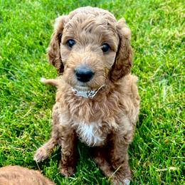 Pando - Red  female Goldendoodle puppy in Payson, Utah from Mountainside Goldendoodle