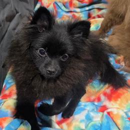 Black - Black male Pomeranian puppy in Beech Bluff, Tennessee from Earnest's Southern kennels