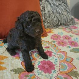 Honey - Brown female Poodle puppy in Arkansas from Harper's Pups
