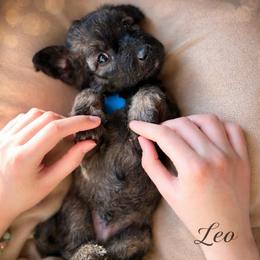 Leo - Wheaten male Whoodle puppy in Knoxville, Tennessee from Fleury Farm Doodles TN
