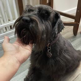 Stella - Miniature Schnauzer