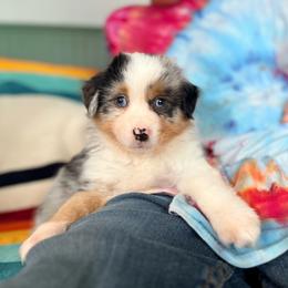 Sequoia (full tail) - Blue merle female Miniature American Shepherd puppy in Olympia, Washington from Shamayim Acres ~ Miniature American Shepherds