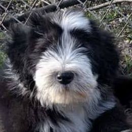 Bearded Collies and Shih Tzus from Lakewood