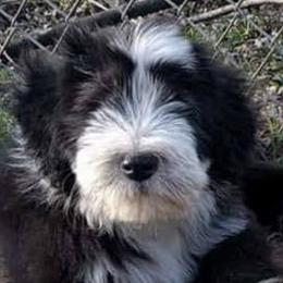 Bearded Collies and Shih Tzus from Lakewood