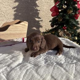 Dachshund Puppies from Doxiequad