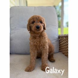Galaxy - Red  female Goldendoodle puppy in Smithfield, Kentucky from KBK9 Kennels