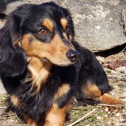 Dachshunds from Green Acres Haven