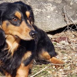 Dachshunds from Green Acres Haven