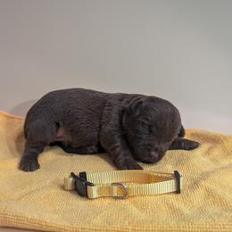 Mozzarella - female Patterdale Terrier puppy in Yucaipa, California from Moormont Kennels