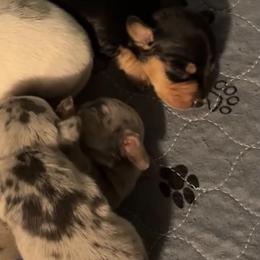 Dachshunds and French Bulldogs from Seven Hills Arkansas