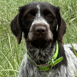 Fi - Wirehaired Pointing Griffon