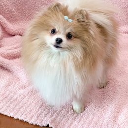 Charm - Pomeranian