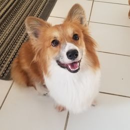 Cypress - Pembroke Welsh Corgi