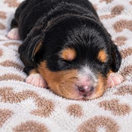 Tri Color Female - Tri-color female Bernedoodle puppy in Harlem, Georgia from Ivey's Poodles & Doodles