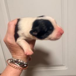 Lilly - Black and white female Border Collie puppy in Lebanon, Oregon from Cahill’s Canines