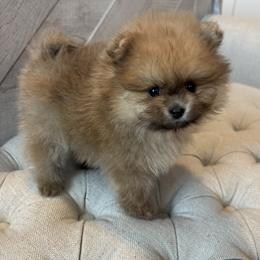 Pearl - Wolf sable female Pomeranian puppy in Ladera Ranch, California from Tinkerpoms