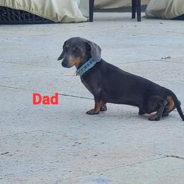 Dachshund Puppies from Lisa's Dachshunds