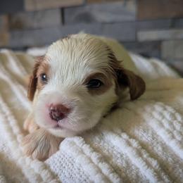 Blenheim Girl - Blenheim female Cavapoo puppy in San Diego, California from WW Cavapoos
