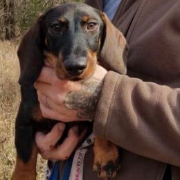 Harley - Dachshund