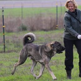 Anatolian Shepherd Dog All Grown Up from Shepherds Rest Anatolians