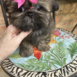 Girl 1 - Brindle female Shih Tzu puppy in Texas from A Sassy Soul Shih-Tzu