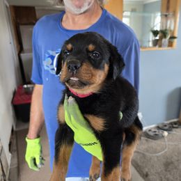 Nova - Black and mahogany female Rottweiler puppy in Salt Lake City, Utah from Snubnose Rottweilers LLC