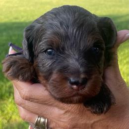 Poppy - Blue merle female Bernedoodle puppy in Millsap, Texas from Gaston’s Posh Poodles and Doodles