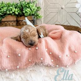 Ella - Cream female Goldendoodle puppy in Lindon, Utah from Ruby’s Minidoodles LLC