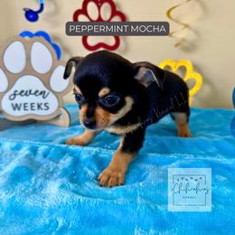 Peppermint Mocha - Black and tan male Chihuahua puppy in Woodstock, Georgia from iChihuahuas Kennel