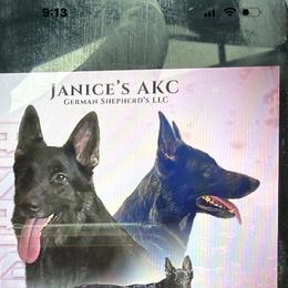 Anastasia - Bi-color female German Shepherd puppy in Centralia, Illinois from Janices AKC German Sheperds LLC
