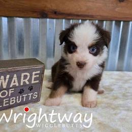 Bay - Red tri female Miniature Australian Shepherd puppy in Dowagiac, Michigan from Wrightway Wigglebutts