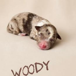 Woody - Red merle male Border Collie puppy in Sanger, California from Flying M Cactus Ranch Buddies