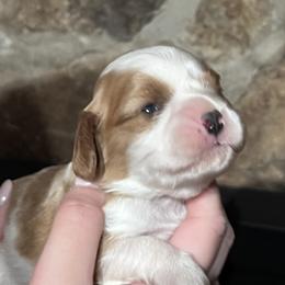 Blenheim with thumbprint - Blenheim male Cavalier King Charles Spaniel puppy in Graysville, Tennessee from Country Goldens and Mountain Top Cavaliers