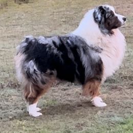 Pablo - Australian Shepherd