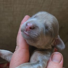 Boy 2 - Blue and cream male Dachshund puppy in Klamath Falls, Oregon from Real Tea Mini Dachshunds
